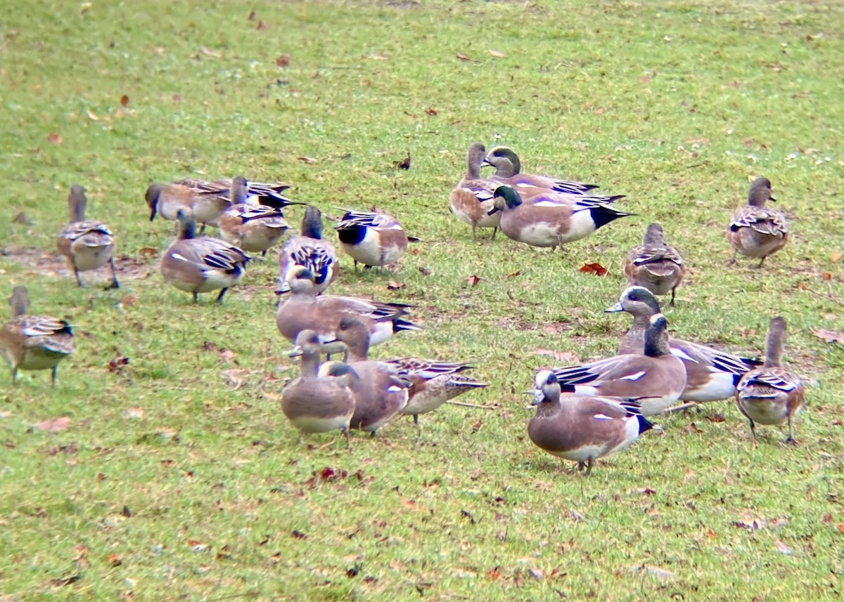 American Wigeon - ML646224449