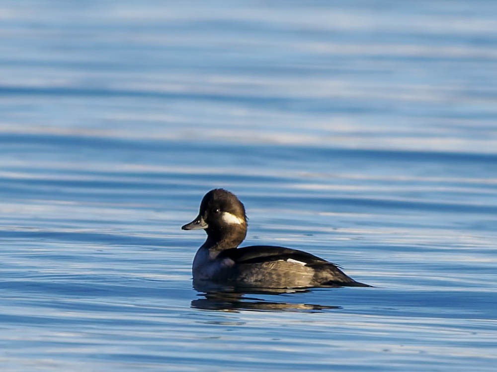 Гоголь-головастик - ML646224450