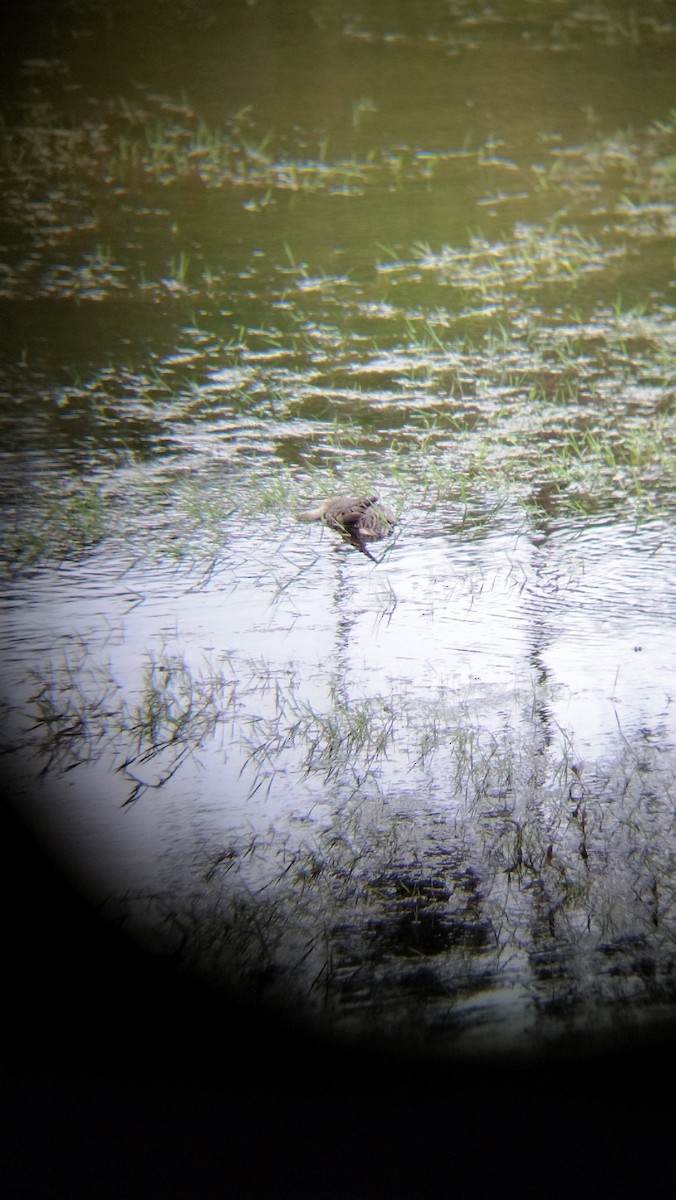 Ahate ziri-buztana - ML646224455