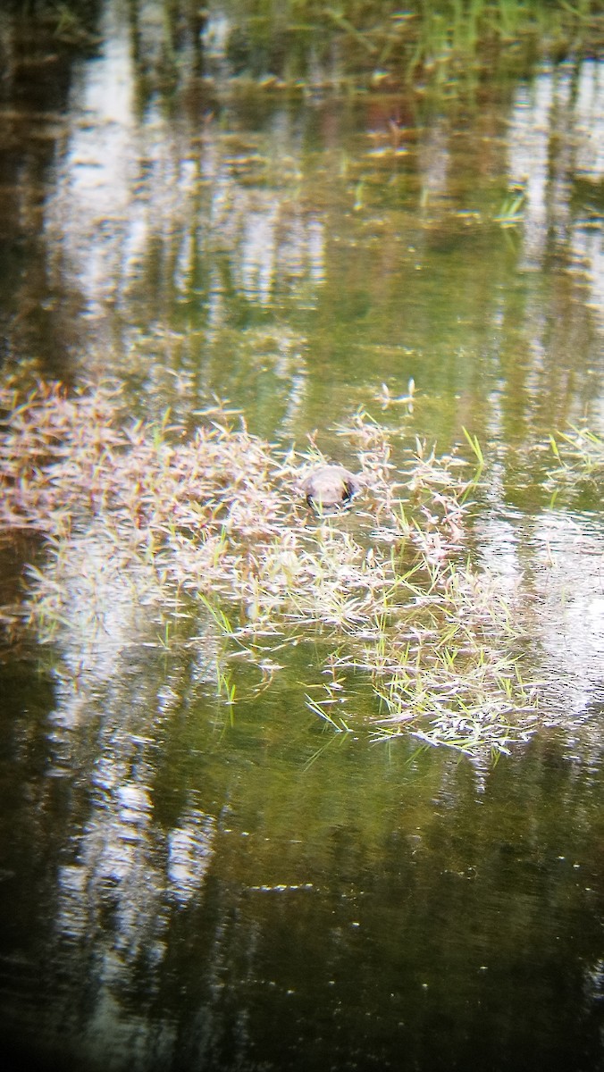 Ahate ziri-buztana - ML646224456