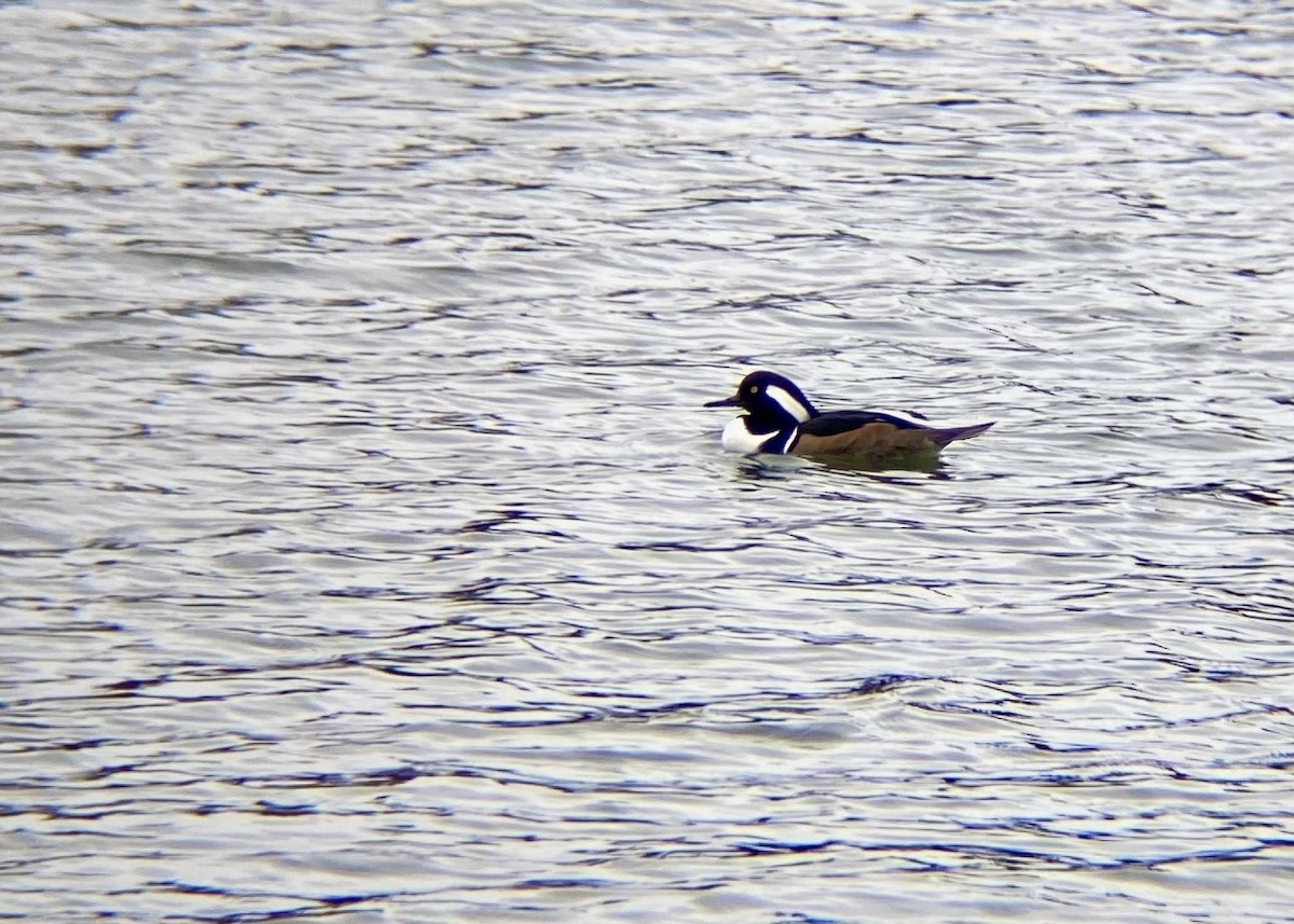 Капюшоновый крохаль - ML646224461