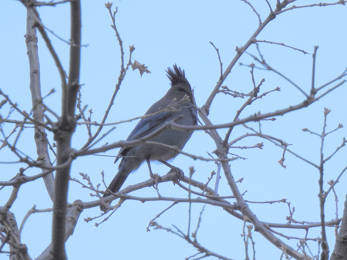 Steller Kargası - ML646224463