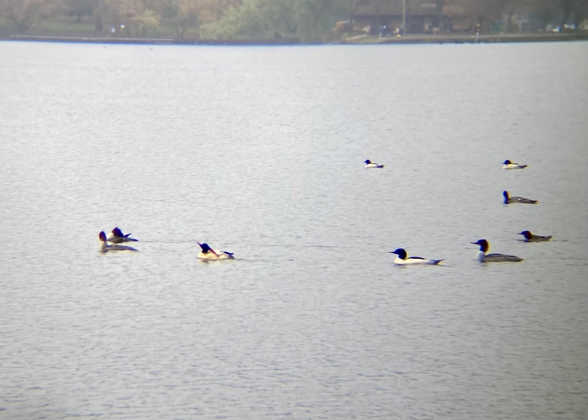 Common Merganser - ML646224465