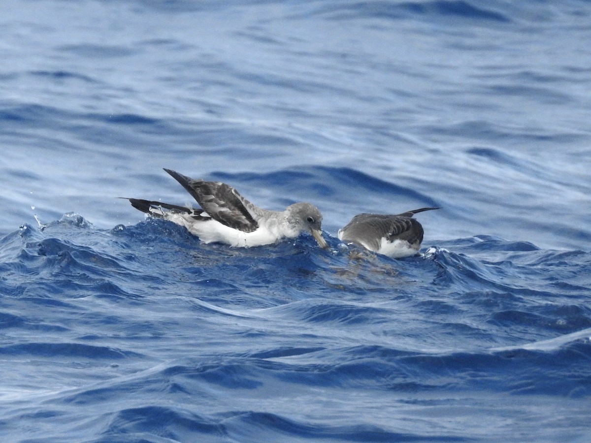 Cory's/Scopoli's Shearwater - ML646224467