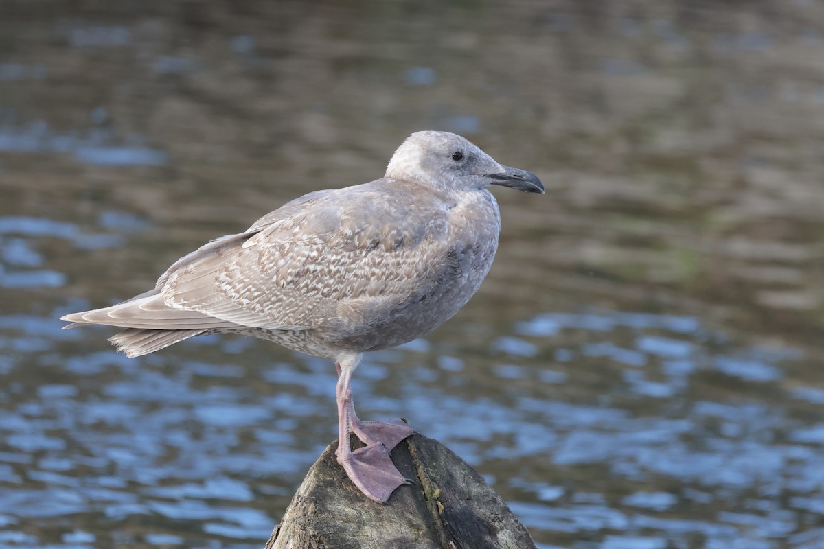 Glaucous-winged Gull - ML646224474
