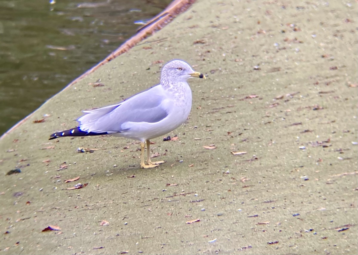 Ring-billed Gull - ML646224475