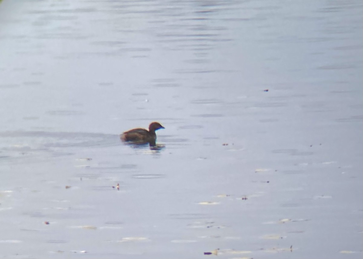 Pied-billed Grebe - ML646224479