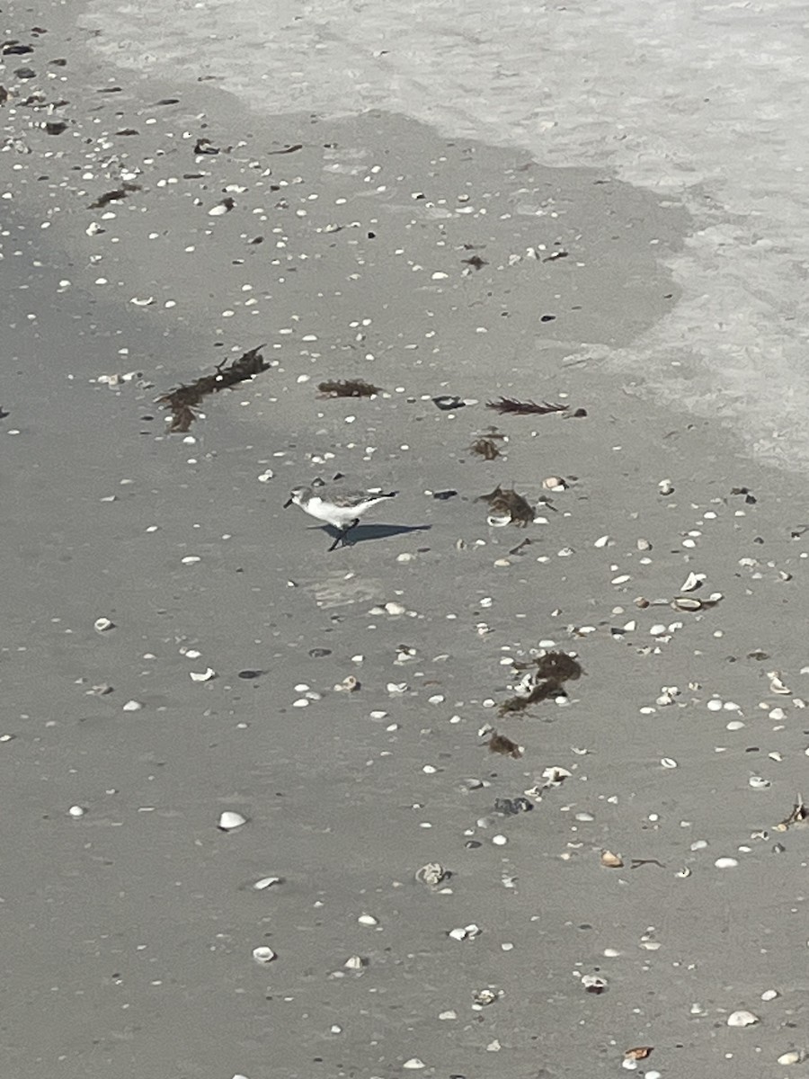 Txirri zuria - ML646224481