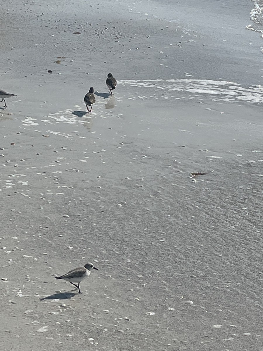 Txirri zuria - ML646224482