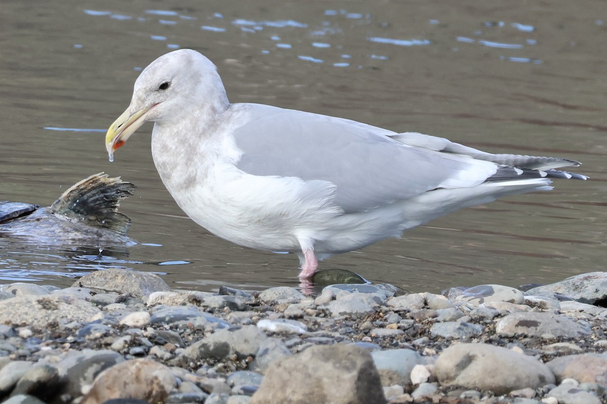 Western x Glaucous-winged Gull (hybrid) - ML646224483