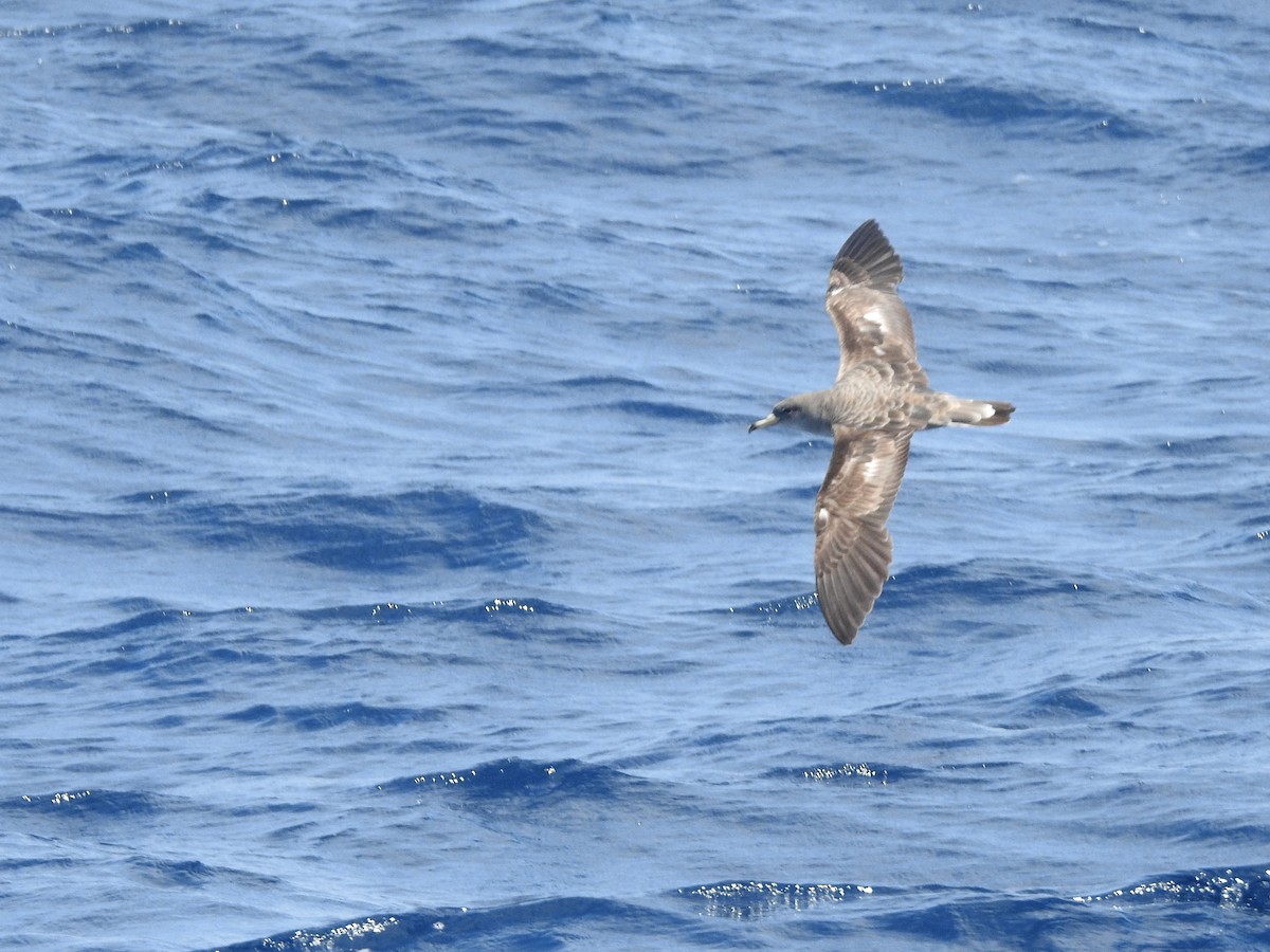 Cory's/Scopoli's Shearwater - ML646224486