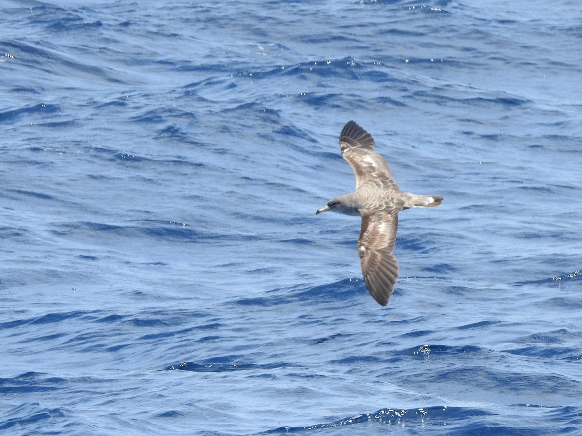 Cory's/Scopoli's Shearwater - ML646224487
