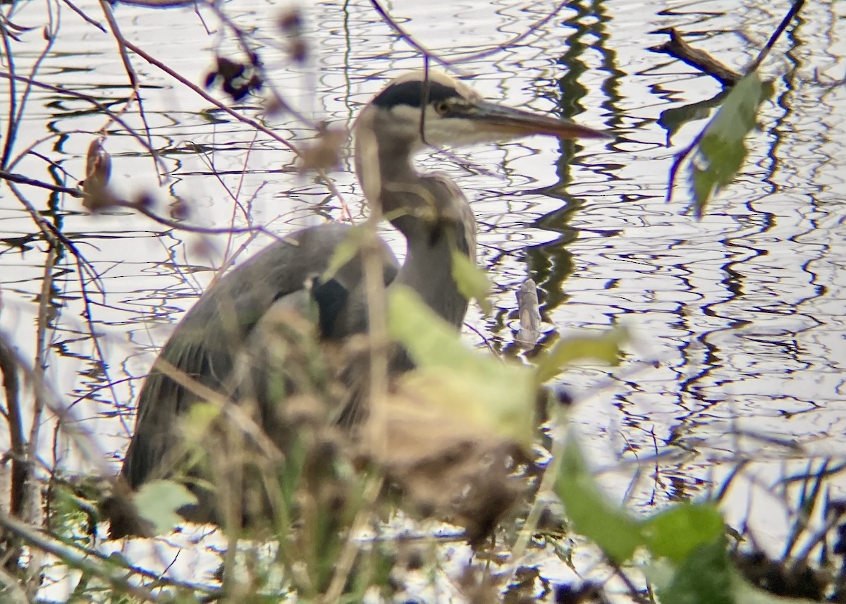 Great Blue Heron - ML646224489