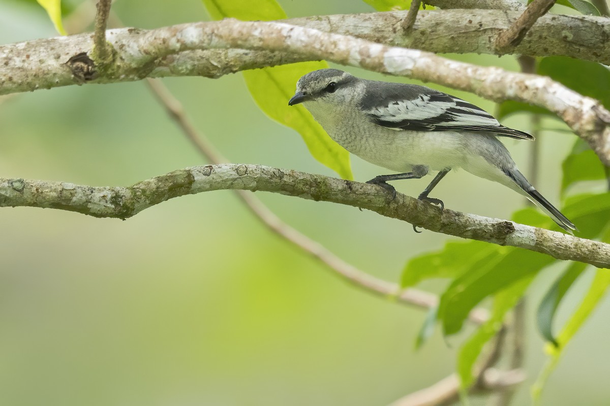 Pied Triller - ML646224490