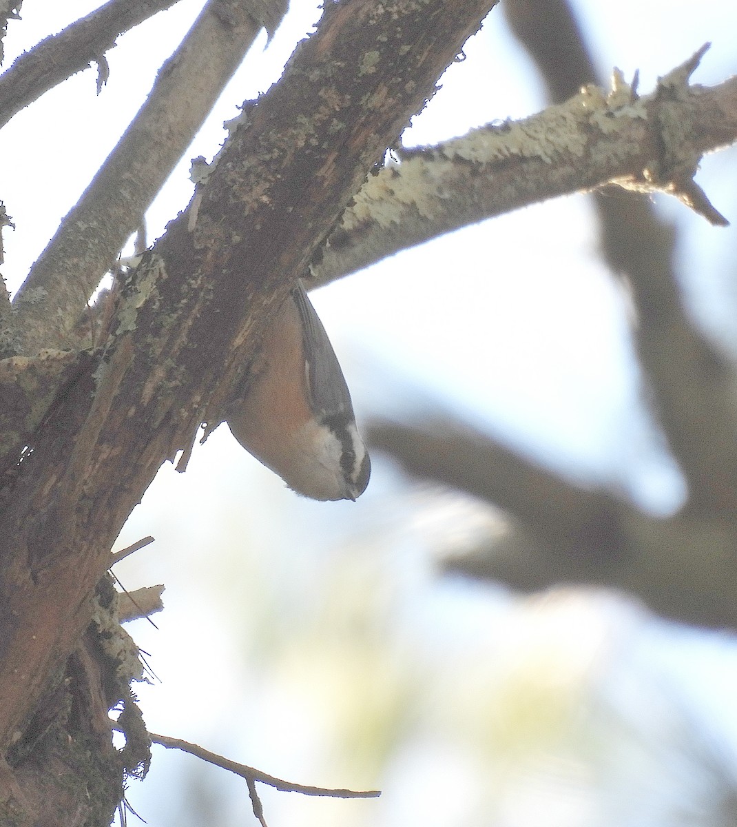 Red-breasted Nuthatch - ML646224491
