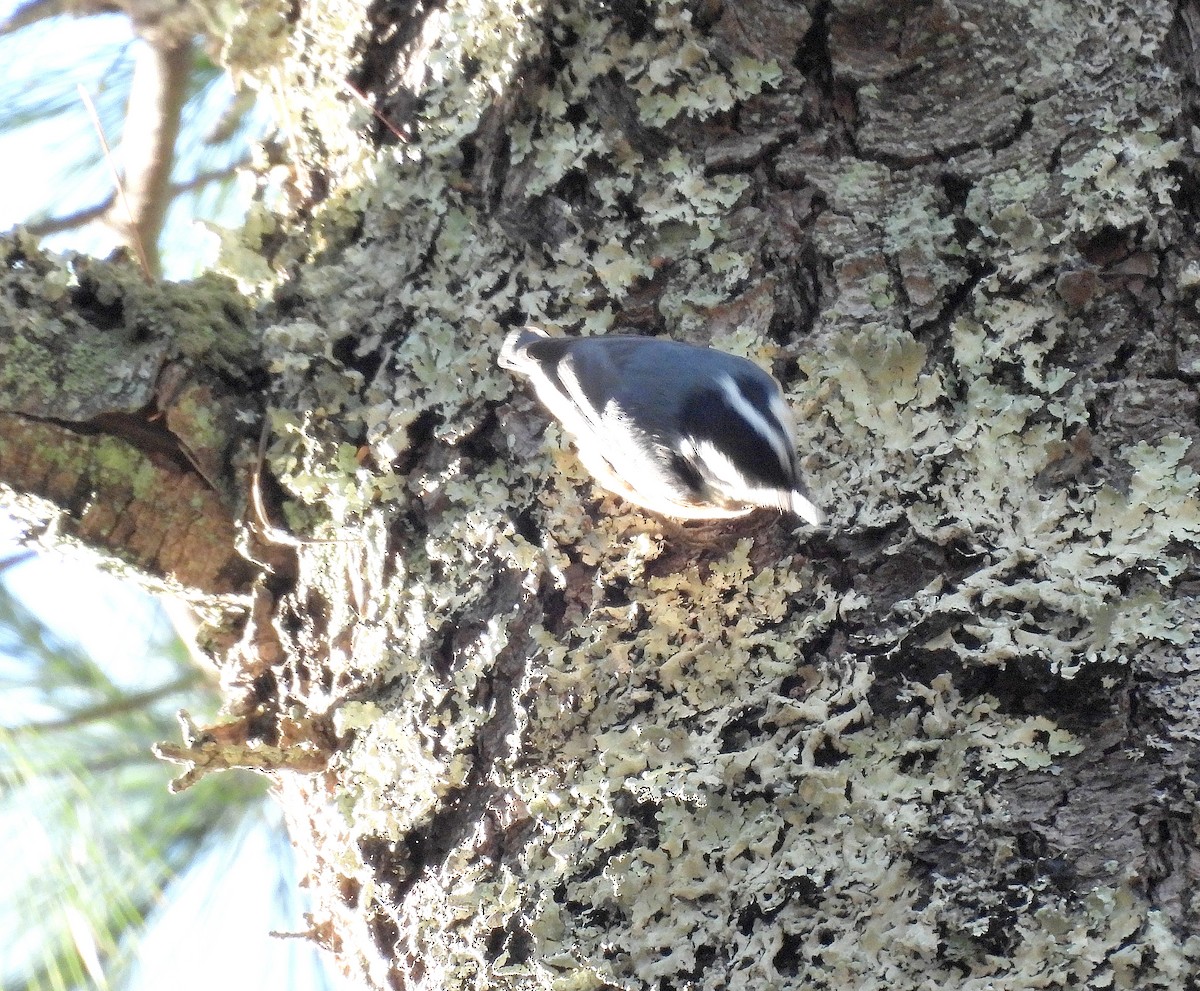 Red-breasted Nuthatch - ML646224492