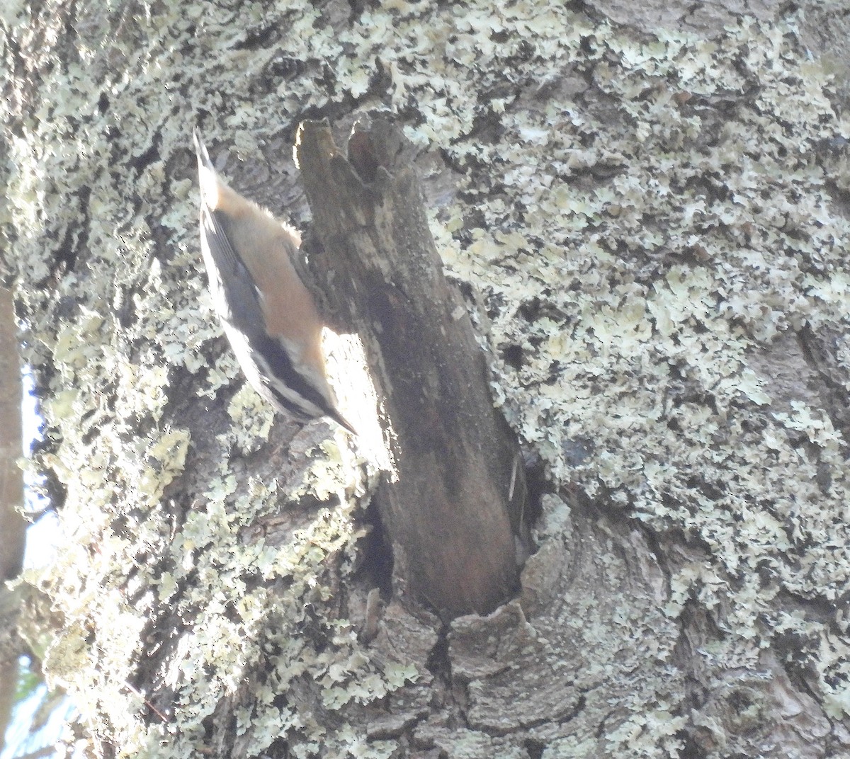 Red-breasted Nuthatch - ML646224493