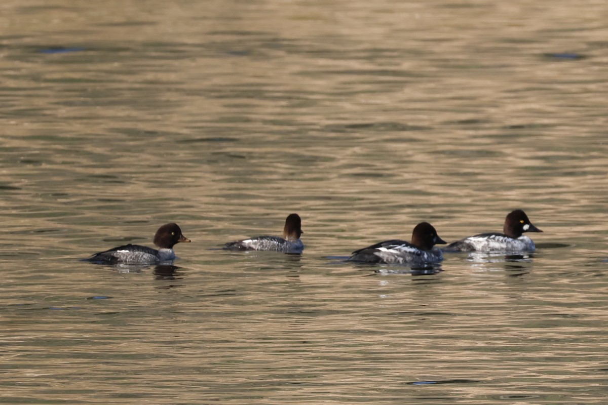 Murgilari islandiarra - ML646224496