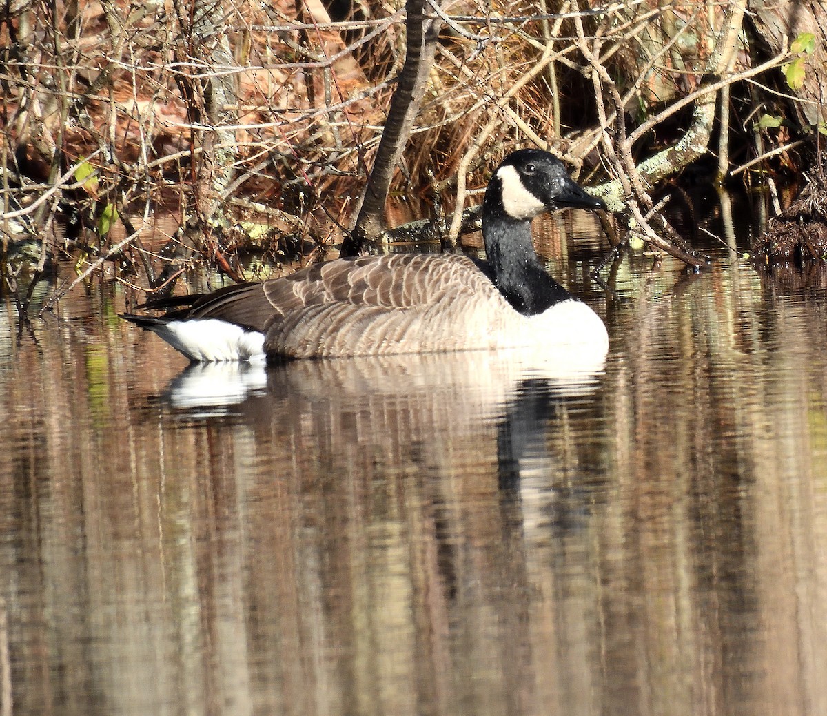 Canada Goose - ML646224497