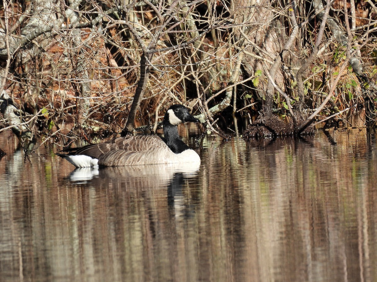 Canada Goose - ML646224498