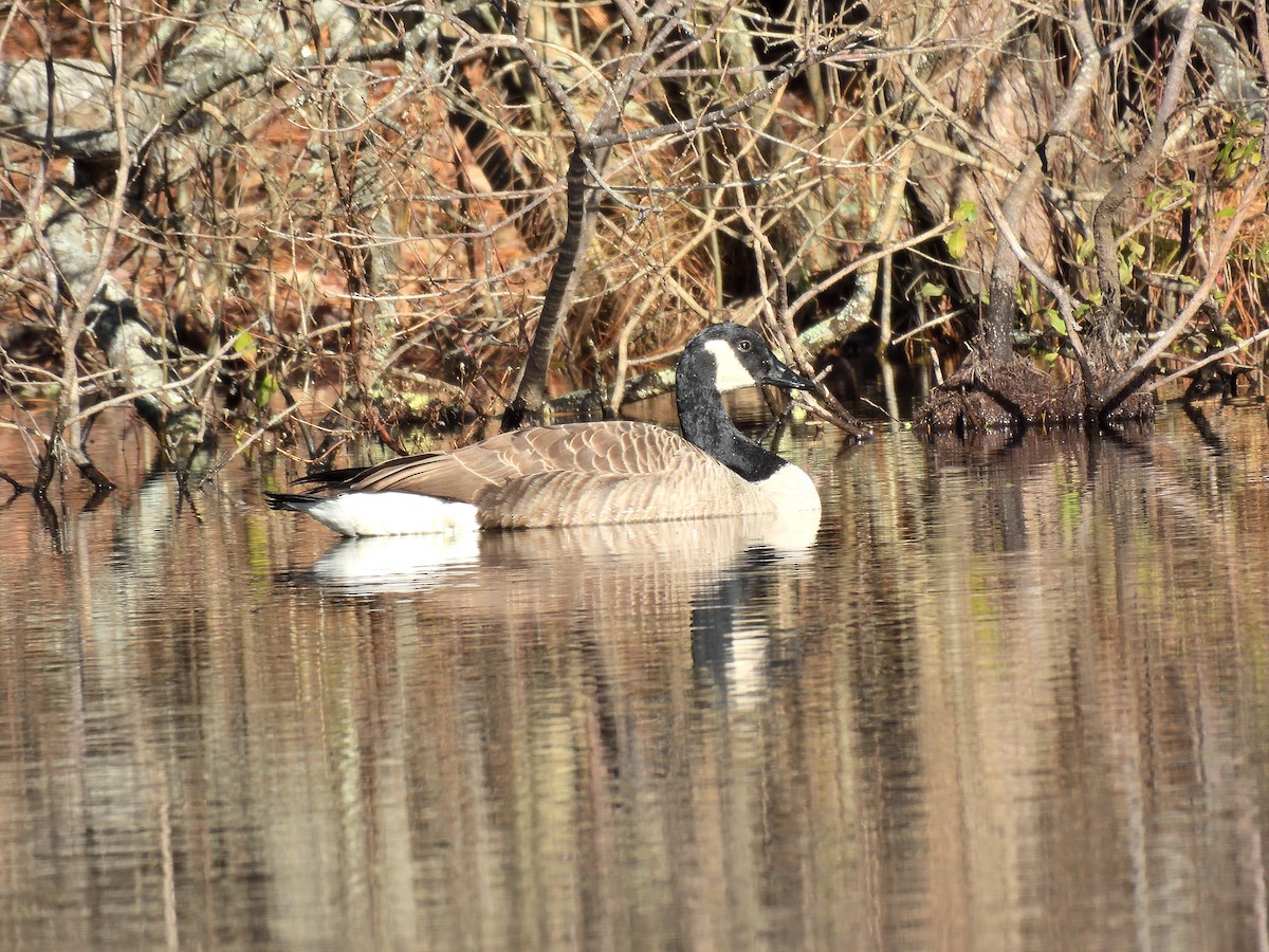 Canada Goose - ML646224499