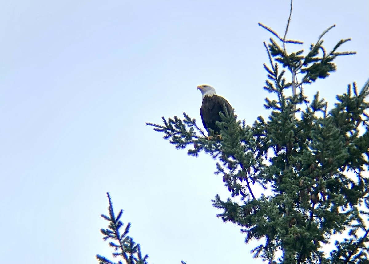 Pygargue à tête blanche - ML646224505
