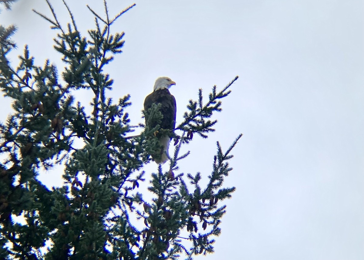 Pygargue à tête blanche - ML646224506