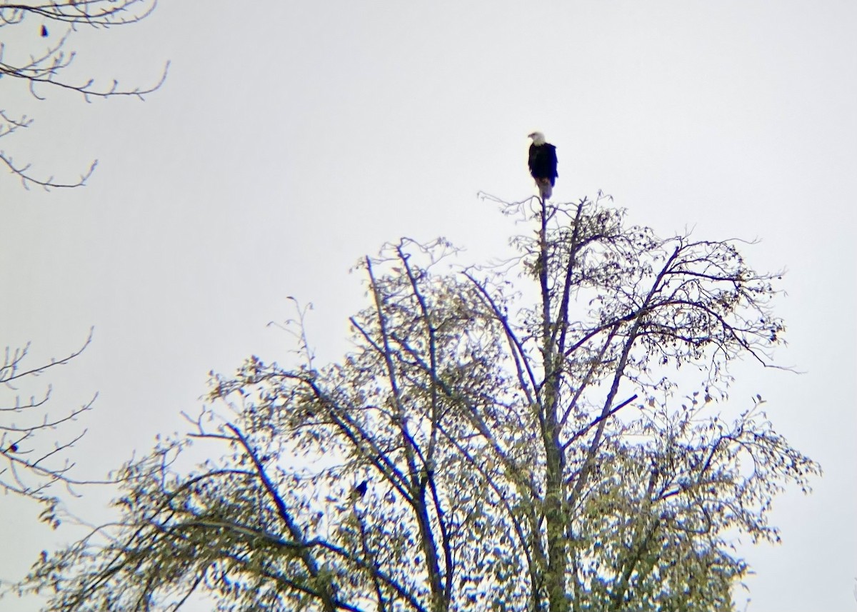 Pygargue à tête blanche - ML646224507
