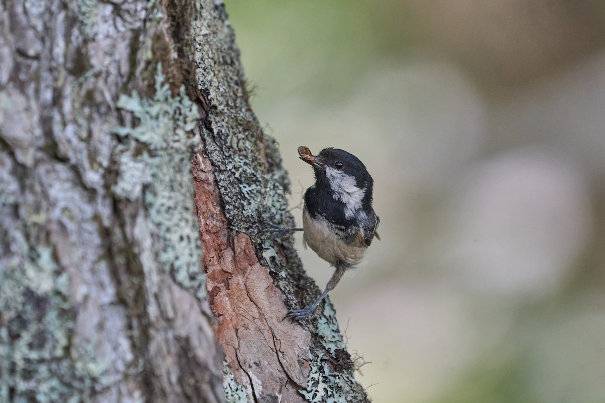 svartmeis - ML646224509