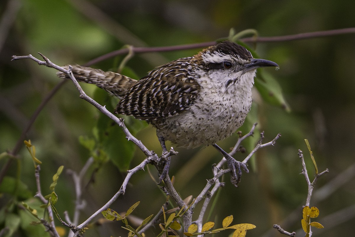 Veracruz Wren - ML646224510