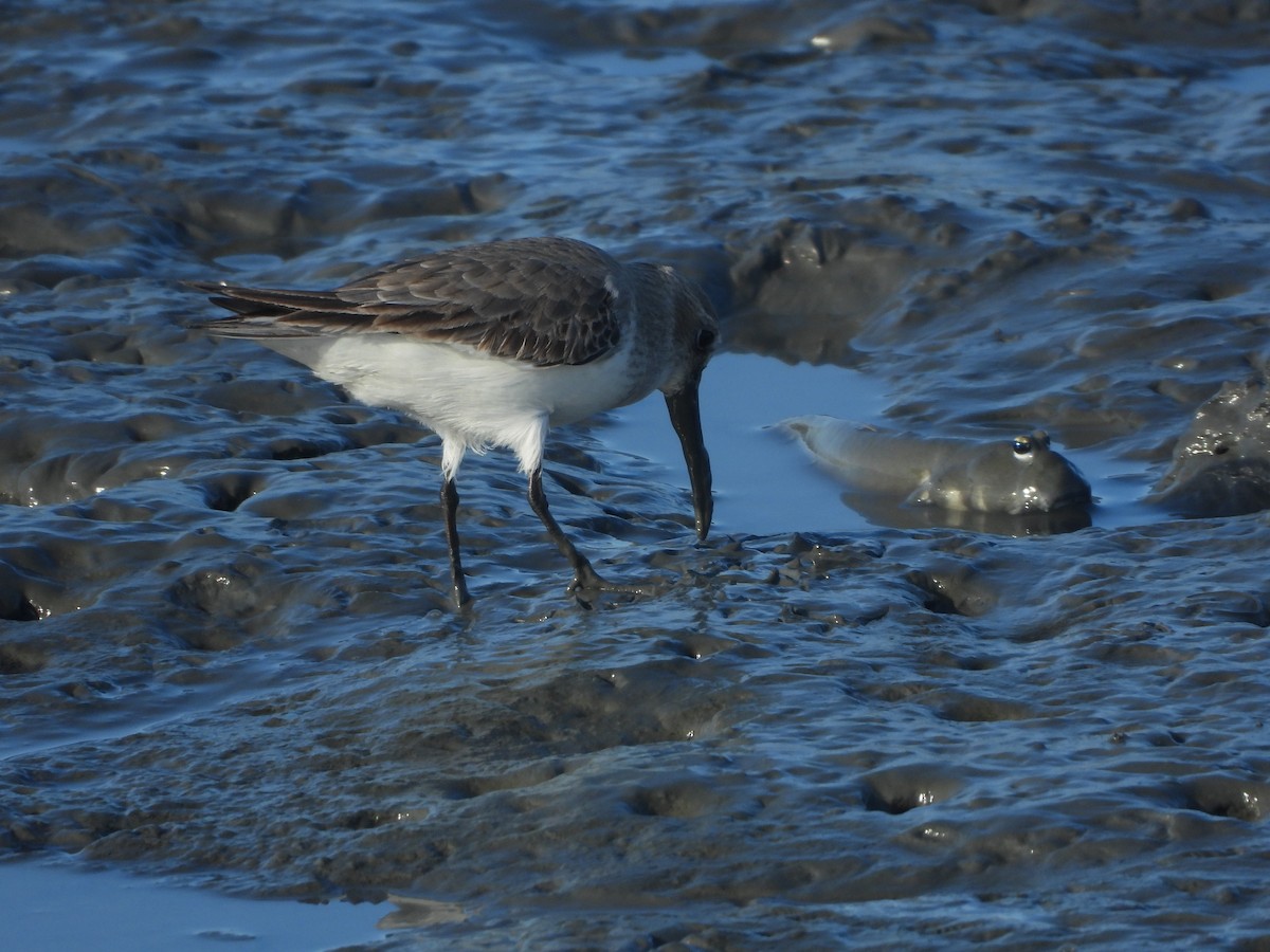 Dunlin - ML646224515