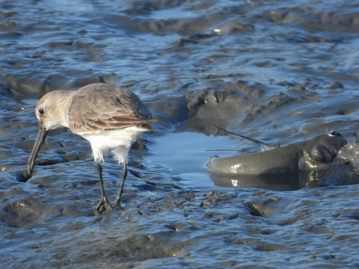 Dunlin - ML646224516