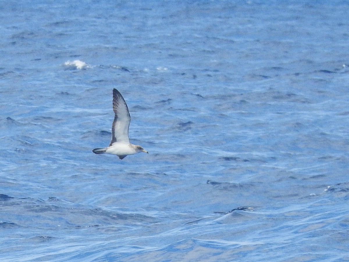 Scopoli's Shearwater - ML646224520