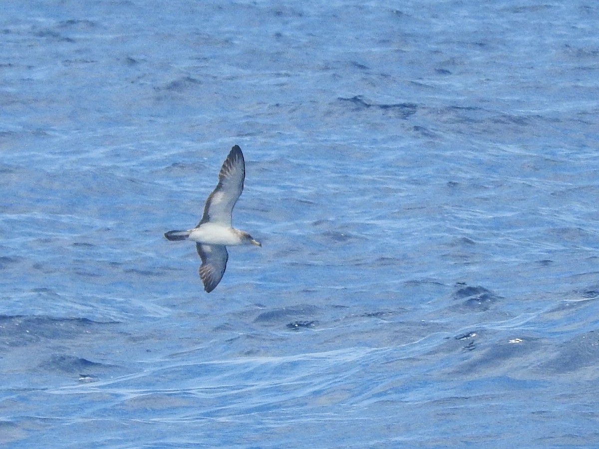 Scopoli's Shearwater - ML646224521