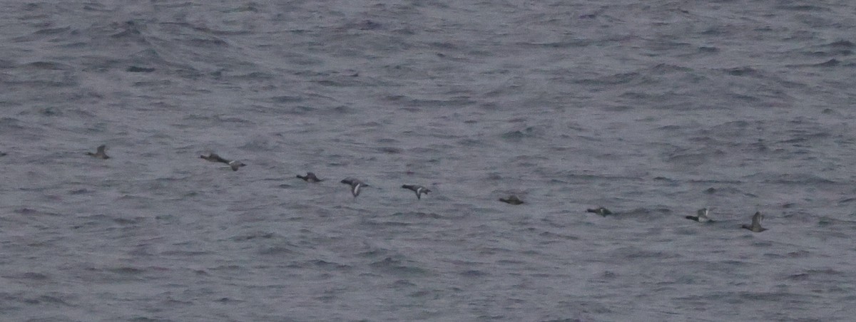 Greater/Lesser Scaup - ML646224522