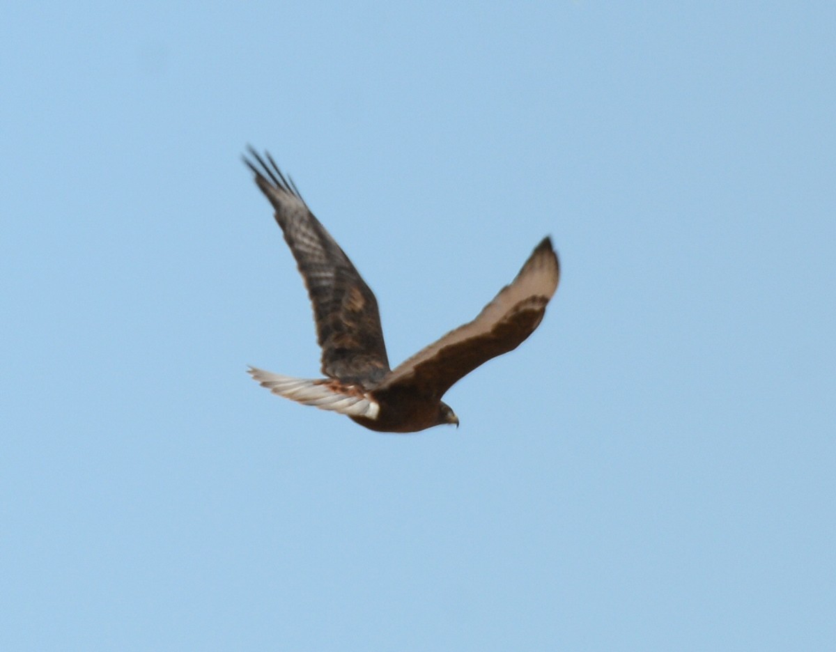 Ferruginous Hawk - ML646224523