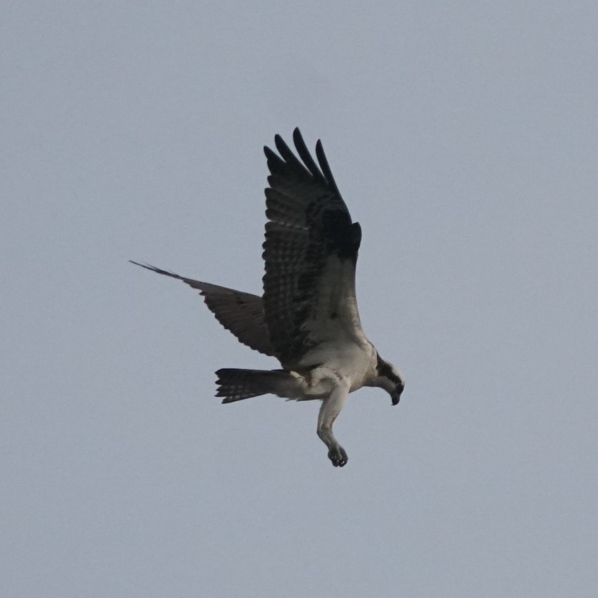 Osprey - ML646224524