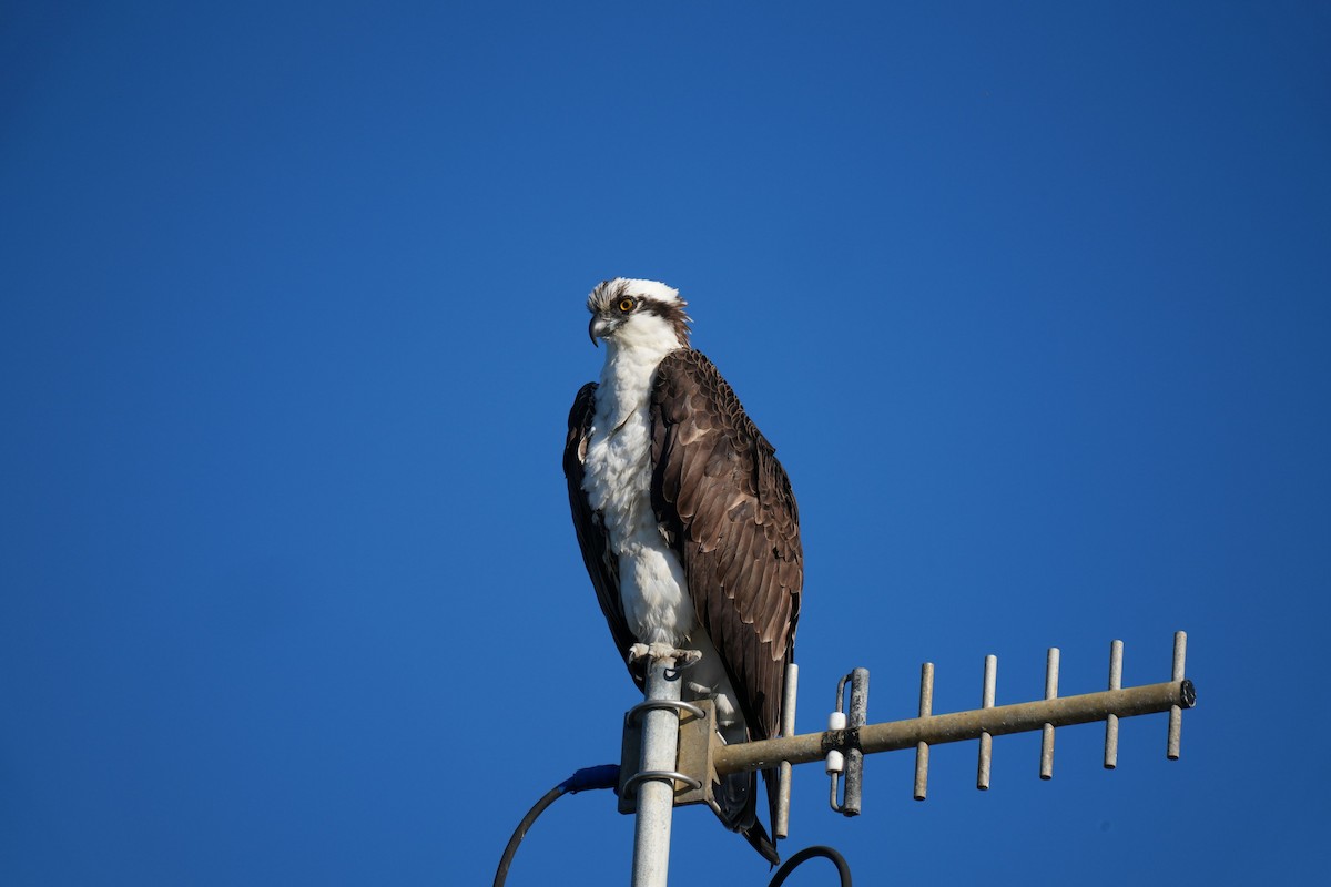 Osprey - ML646224525