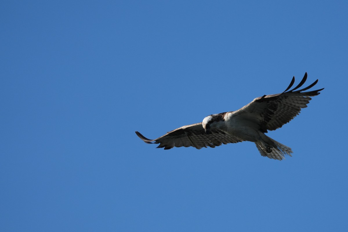 Osprey - ML646224528