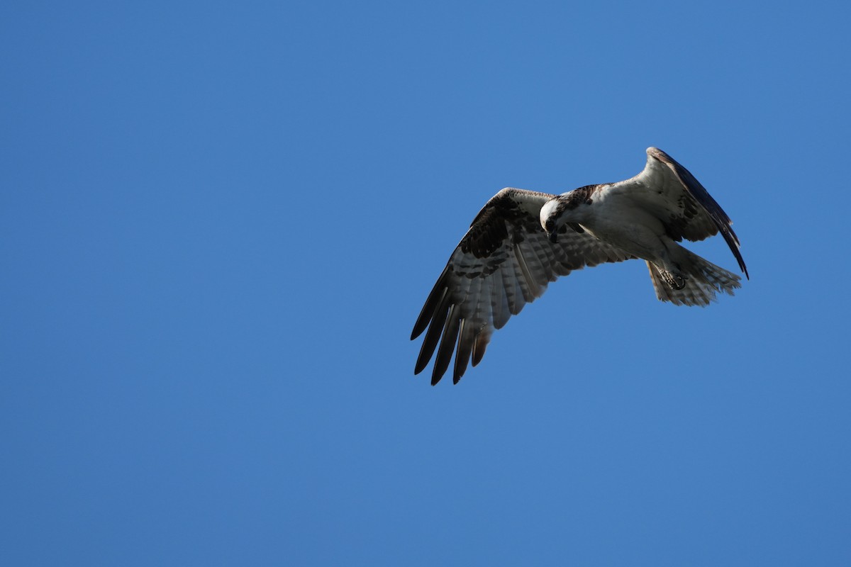 Osprey - ML646224529