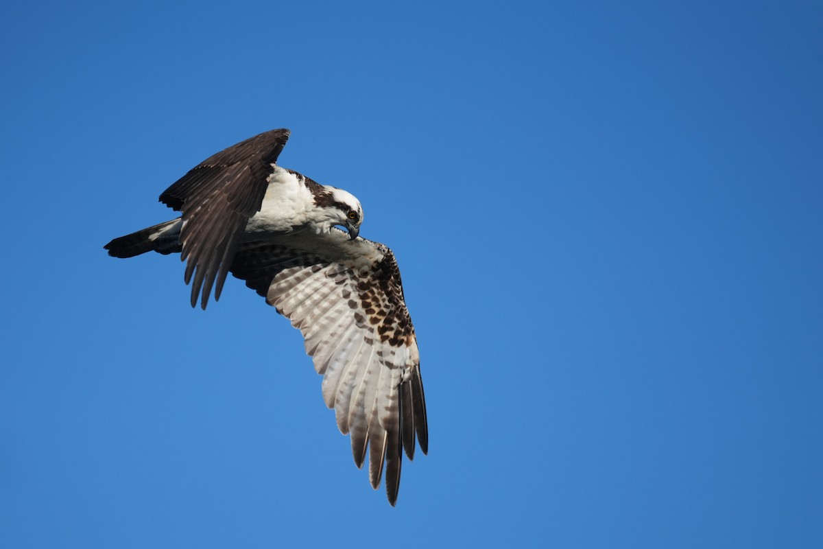 Osprey - ML646224530