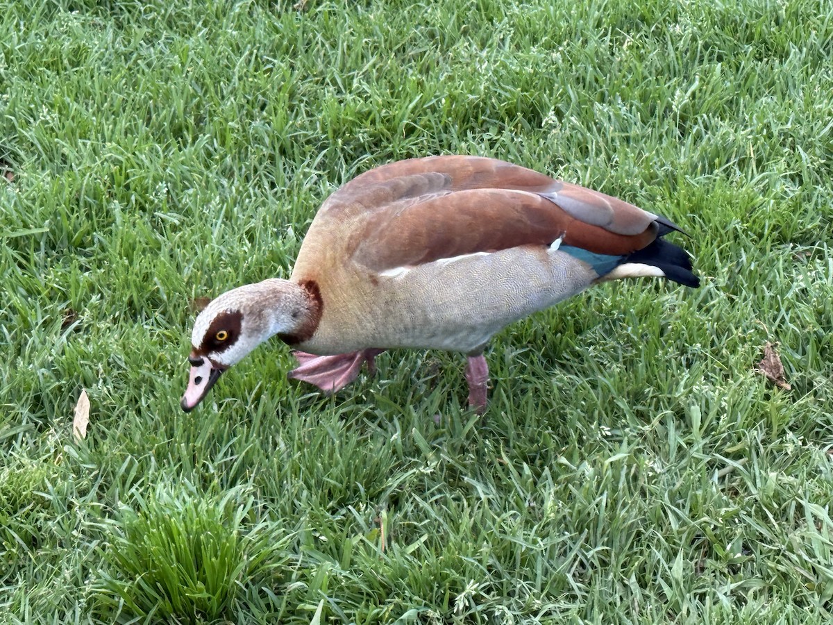 Egyptian Goose - ML646224531