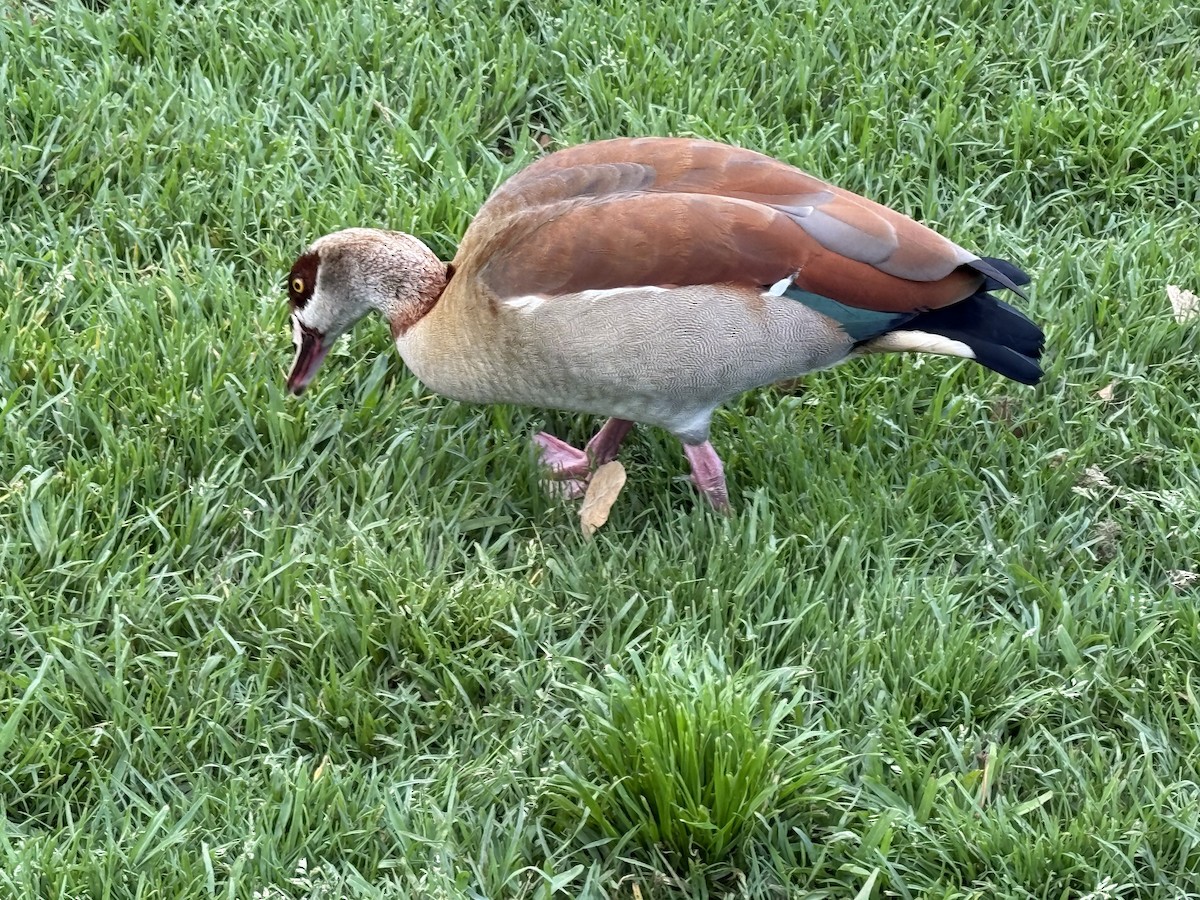 Egyptian Goose - ML646224532