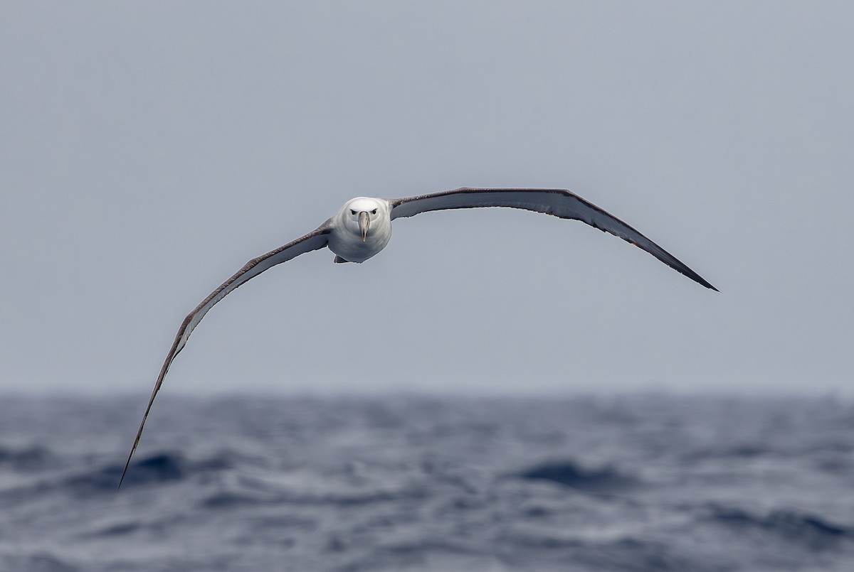 White-capped Albatross - ML646224535