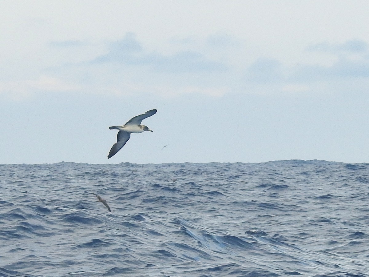 Cory's Shearwater - ML646224536
