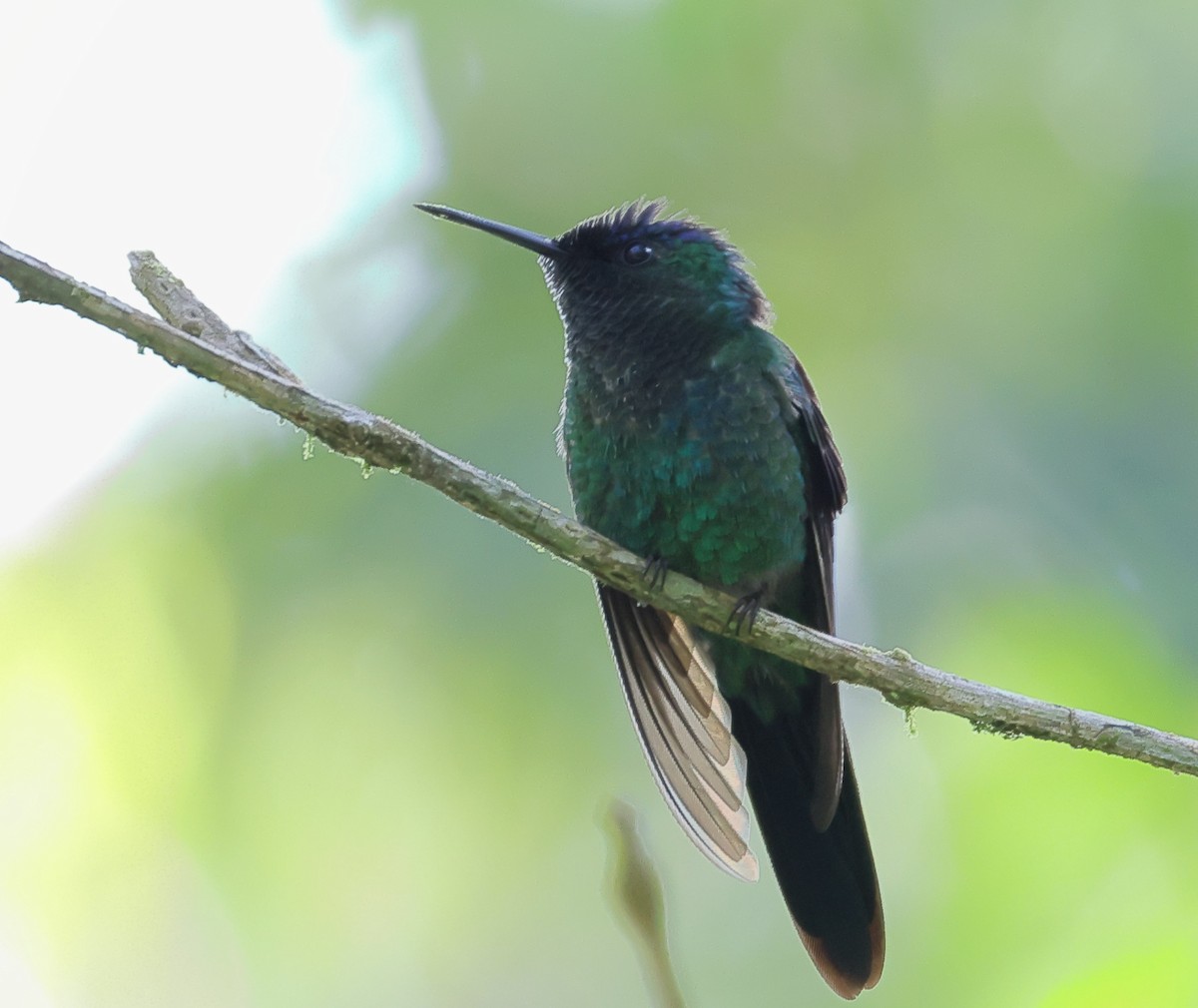 Violet-capped Woodnymph - ML646224537