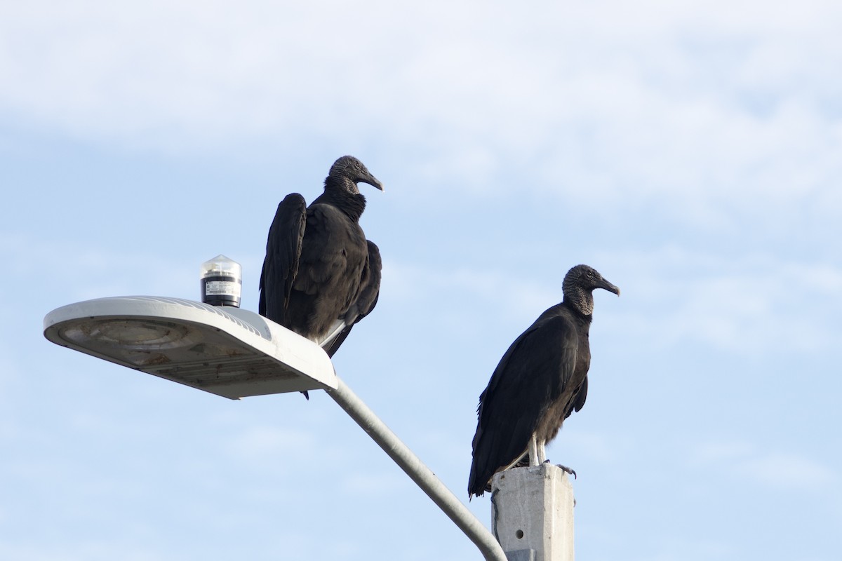 Black Vulture - ML646224538