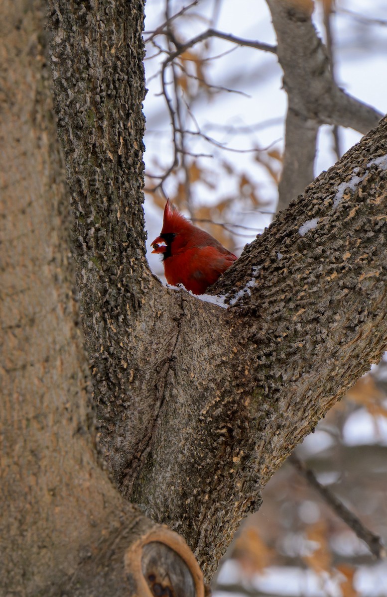 Northern Cardinal - ML646224541
