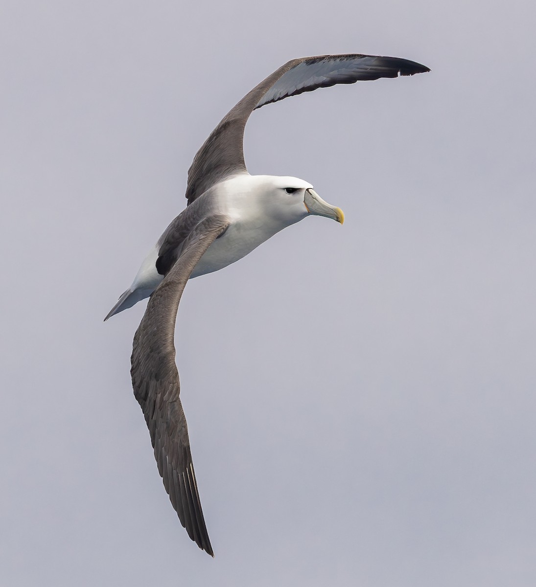White-capped Albatross - ML646224544