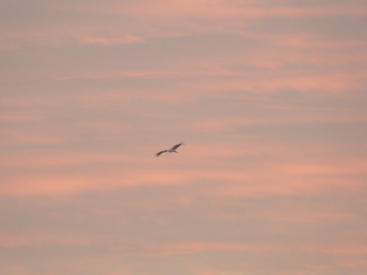 Oriental Stork - ML646224545